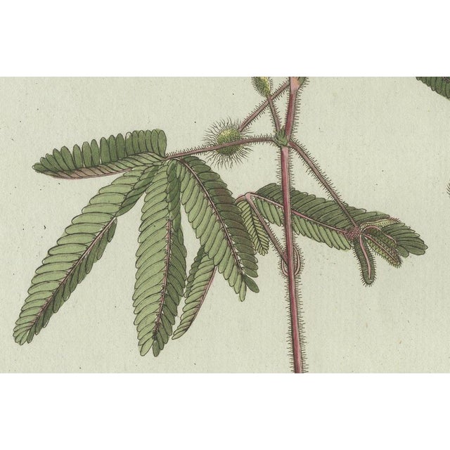 Paper Bertuch, Carrion Flower and Mimosa, 1805, Engraving For Sale - Image 7 of 10