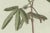 Paper Bertuch, Carrion Flower and Mimosa, 1805, Engraving For Sale - Image 7 of 10