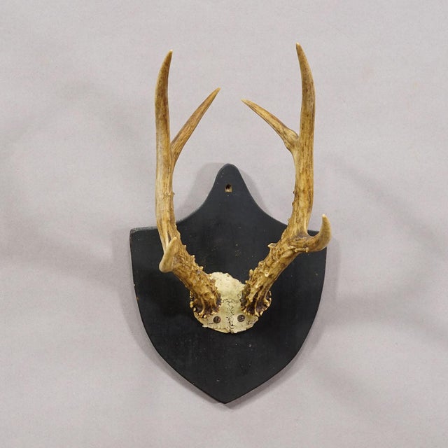 Antique Black Forest Sika Deer Trophy on Black Plaque - Salem Germany 1878 Item e8161 An large antique trophy of a...