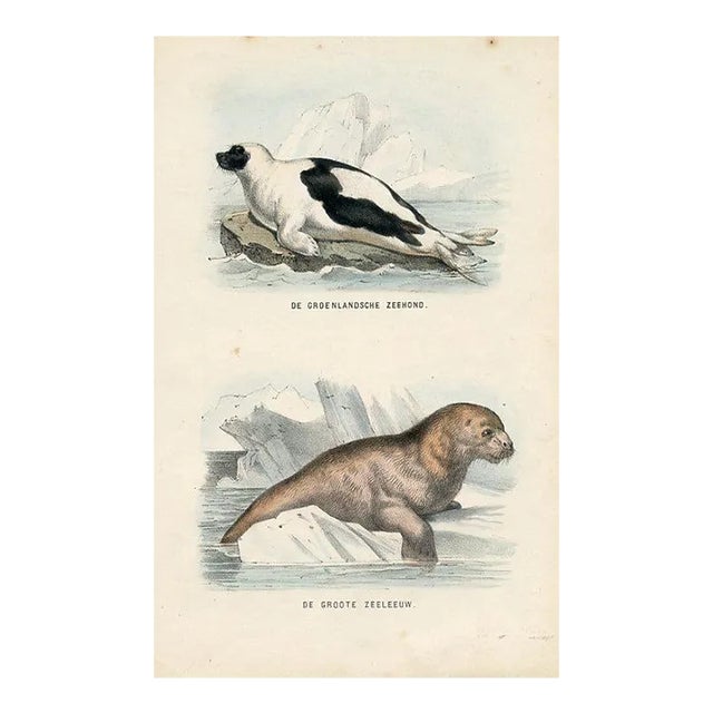 1864, Seal and Sea Lion Print, Original Hand-Colored Mammal Lithograph For Sale