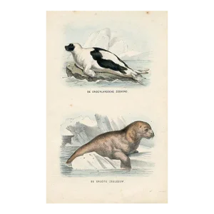 1864, Seal and Sea Lion Print, Original Hand-Colored Mammal Lithograph