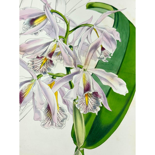 Illustration Cattleya Orchid Print by Curtis, 1856 For Sale - Image 3 of 3