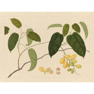 Golden Tropic Botanicals, Giclée Print #22 For Sale