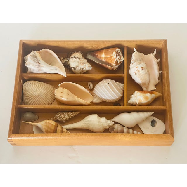 Natures beauty sea Shell display selection in a wooden tray box.