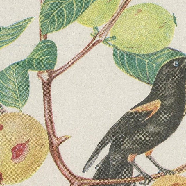 Descourtilz, Orioles and Tanagers on a Guava, Brazilian Bird Print, 1944, Paper For Sale - Image 4 of 12