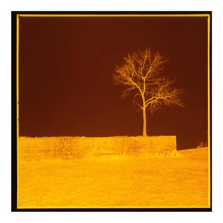 Landscape Cibachrome Photograph "Survivor" 2/10 1989 by Jacques Cressaty For Sale