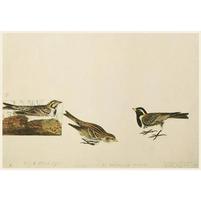 John James Audubon 1966 Vintage Cottage Print "Little Sandpiper & Lapland Longspur" After John James Audubon For Sale - Image 4 of 6