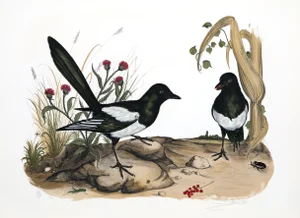 Jerome Trollier Lithograph - Two Birds