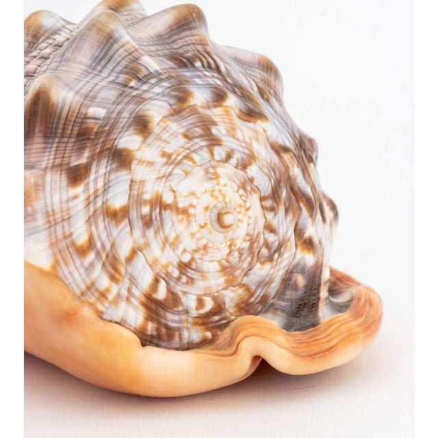 Shell Italian Cameo Carved Conch Shell For Sale - Image 7 of 10