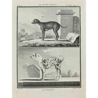 Jean Charles Baquoy, Le Roquet, Etching, 1771 For Sale