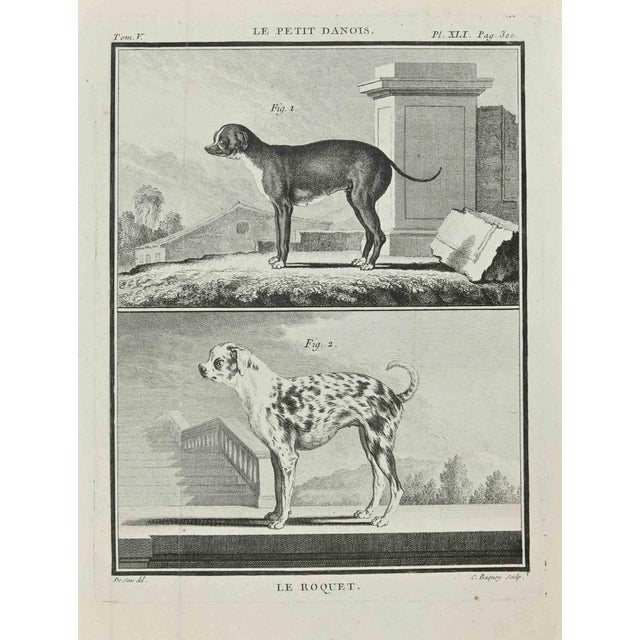 Jean Charles Baquoy, Le Roquet, Etching, 1771 For Sale