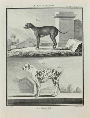 Jean Charles Baquoy, Le Roquet, Etching, 1771