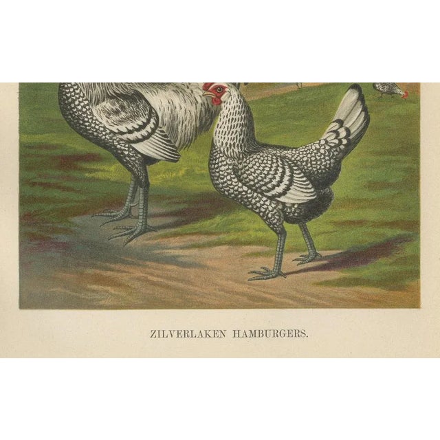 The refined silver spangled hamburg chicken a rare 19th century poultry lithograph this exquisite 19th century...