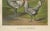 The refined silver spangled hamburg chicken a rare 19th century poultry lithograph this exquisite 19th century...