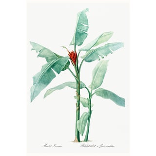 Scarlet Banana Illustration, Vintage Botanical Art Print Reproduction, 32" X 48" For Sale