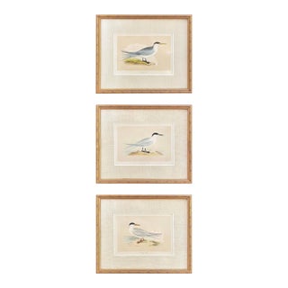 Antique Lydon Morris Hand Colored Seabird Ornithological Prints Framed Set of 3 Circa 1880 For Sale