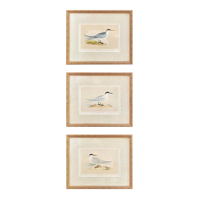 Antique Lydon Morris Hand Colored Seabird Ornithological Prints Framed Set of 3 Circa 1880 For Sale