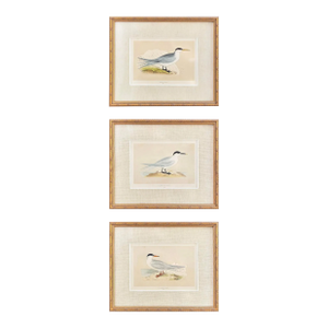 Antique Lydon Morris Hand Colored Seabird Ornithological Prints Framed Set of 3 Circa 1880