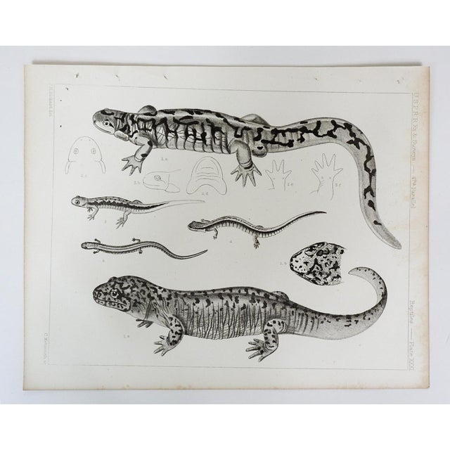 Mid 19th Century Us Pacifc Railroad Salamander Lithograph Book Plate For Sale - Image 4 of 4