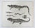 Mid 19th Century Us Pacifc Railroad Salamander Lithograph Book Plate For Sale - Image 4 of 4