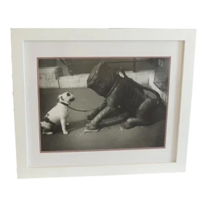 Framed Archival Black & White Photograph of a Bulldog by Getty Images