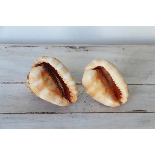 Beige Vintage Conch Shells - a Pair For Sale - Image 8 of 13