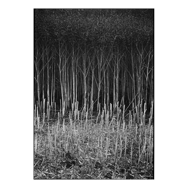 Paul Cooklin, Stubble, Study IV, Occold, Suffolk, 2011, Edition of 50 For Sale