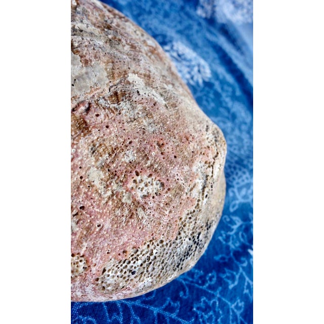 Red Abalone Shell, Coralized For Sale - Image 4 of 17