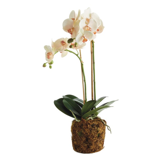 Phalaenopsis Orchid Drop-In 23" For Sale