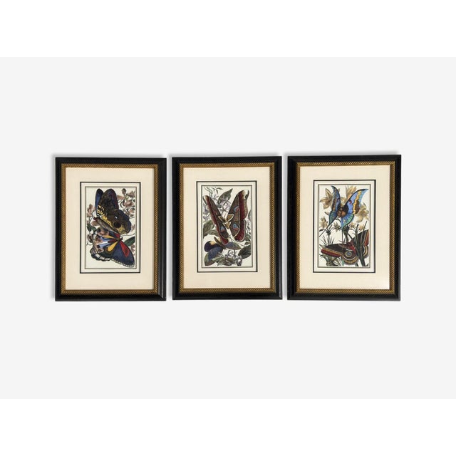 Victorian Victorian Style, Framed Butterfly Prints, Gilt, Painted Wood, Usa, 20th C. For Sale - Image 3 of 12