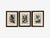 Victorian Victorian Style, Framed Butterfly Prints, Gilt, Painted Wood, Usa, 20th C. For Sale - Image 3 of 12