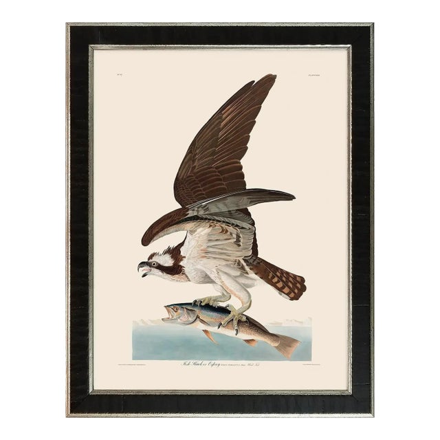 Fish Hawk or Osprey Duchess Edition, After Audubon Reproduction Print, Framed For Sale