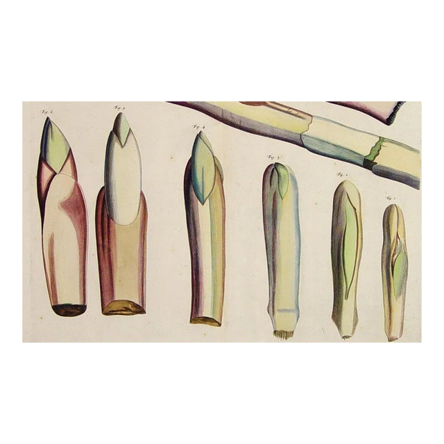 Dutch Botanical Engraving From Hortus Indicus Malabaricus by Rheede Tot Draakestein For Sale