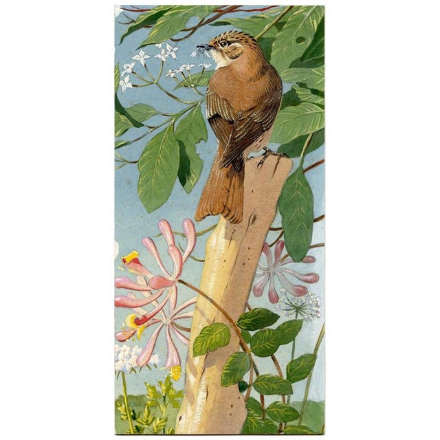 William Neave Parker, Treecreeper Bird with Honeysuckle, 1950s, Gouache For Sale - Image 3 of 7