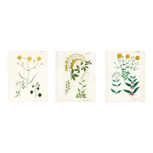 English Botanical Set of Reproduction Prints With Yellow Flowers