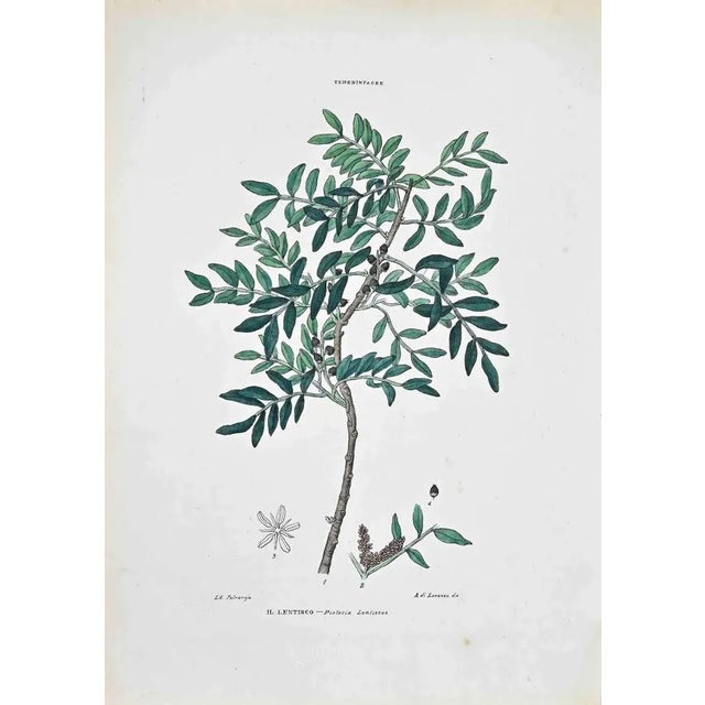 Lithograph hand watercolored. Plate from "Atlante di Botanica popolare ossia Illustrazione di Piante Notevoli di ogni...