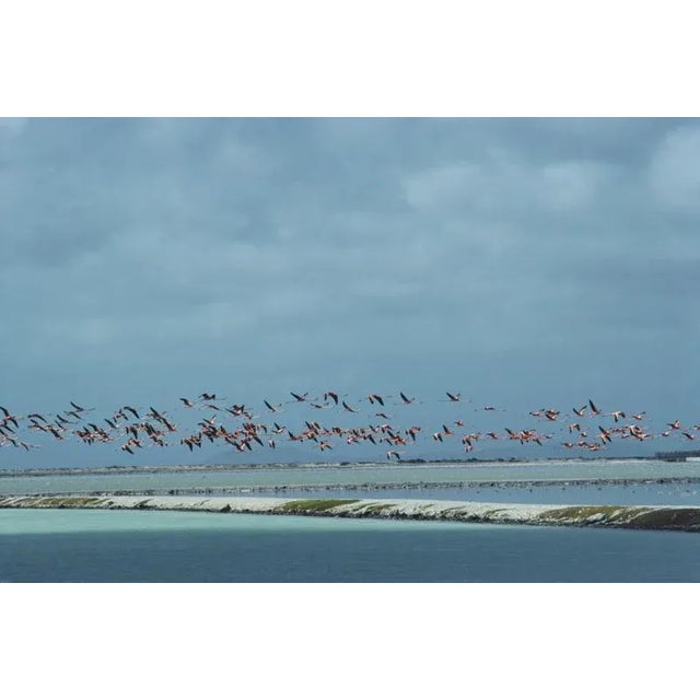 Flamingos in Flight 1979 Flamingos in flight, Curacao, Netherlands Antilles, January 1979. (Photo by Slim Aarons) Slim...