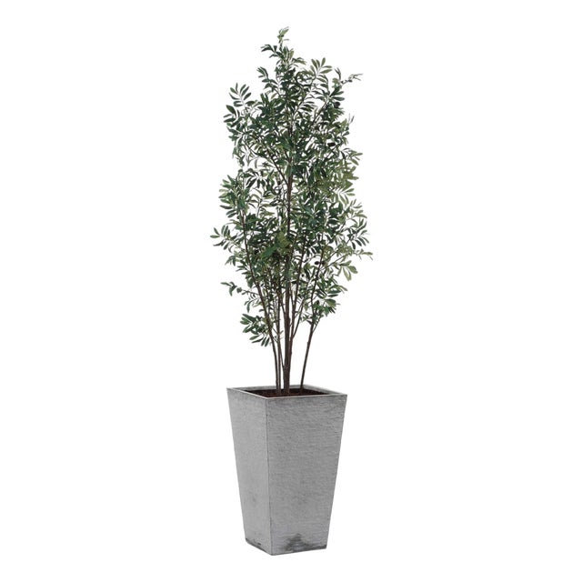 Sonora Olive Tree In Planter For Sale