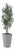 Sonora Olive Tree In Planter For Sale