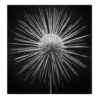Clathrulina Elegans' Unframed Archival Pigment Print For Sale