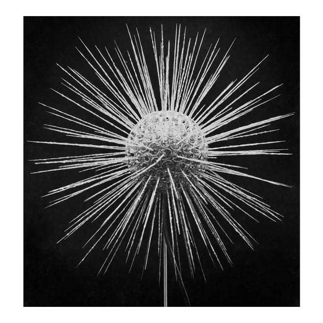 Clathrulina Elegans' Unframed Archival Pigment Print For Sale