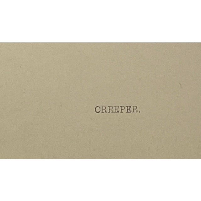 Antique Hand Tinted Bird Print From England Featuring a Brown Creeper - Circa 1880 For Sale - Image 9 of 10