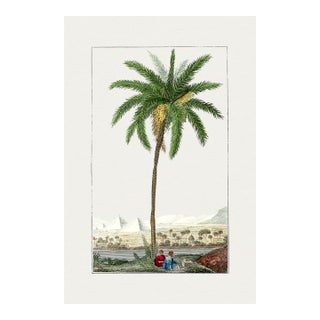 Vintage Date Palm Tree, Botanical Art Print Reproduction, 12" X 18" For Sale