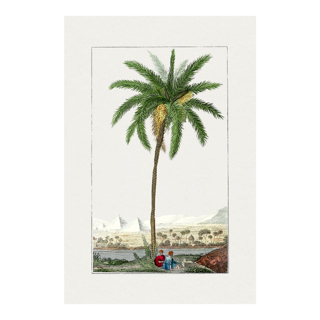 Vintage Date Palm Tree, Botanical Art Print Reproduction, 12" X 18" For Sale