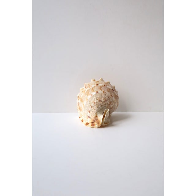 Seashell Natural Tonna Galea, Circa 20th Century For Sale - Image 9 of 11