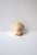 Seashell Natural Tonna Galea, Circa 20th Century For Sale - Image 9 of 11
