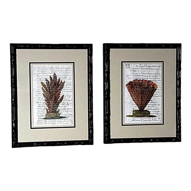 Pair “Faux Bamboo” Frames With Old Italian Shell Prints With Overwritten Text. For Sale