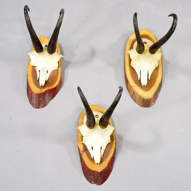 Set of Six Vintage Chamois Trophies on Wooden Plaques, Germany Ca. 1960s For Sale - Image 4 of 7