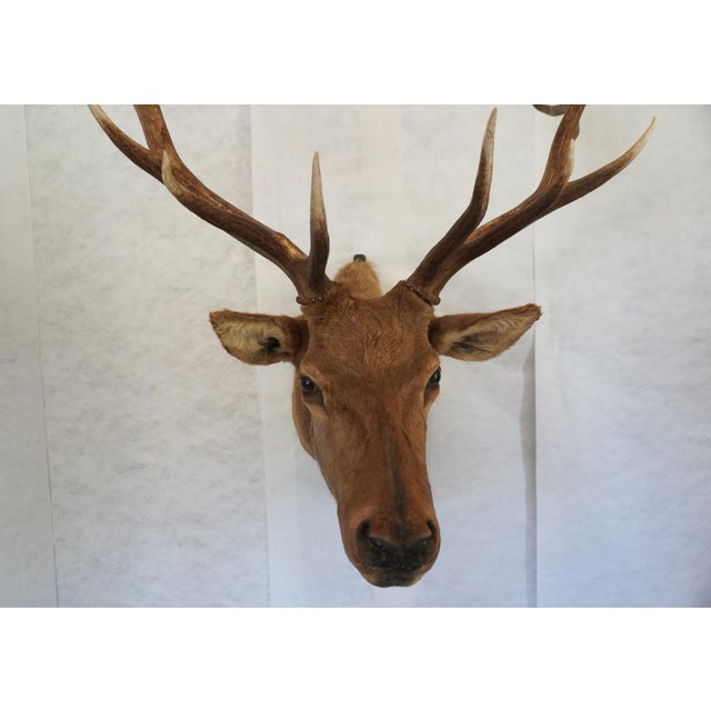 Elk Trophy Head Mount For Sale - Image 4 of 18
