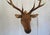 Elk Trophy Head Mount For Sale - Image 4 of 18